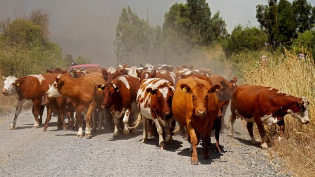 Vecinos de San Gregorio se organizan y conforman junta de vigilancia contra el abigeato