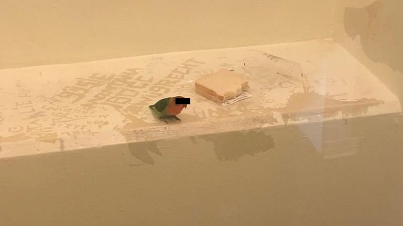 Una cata fue detenida en Holanda y puesta en prisión