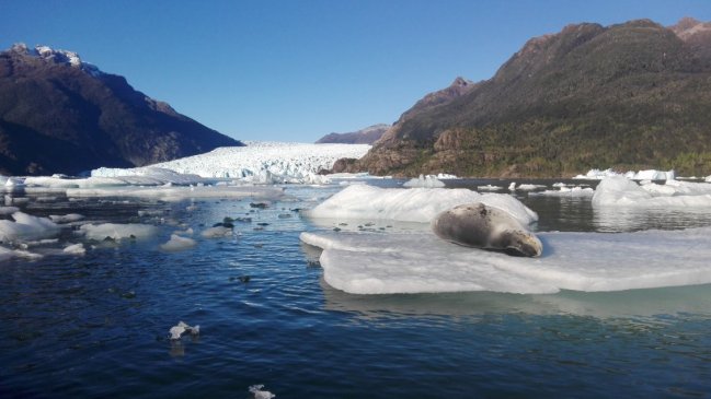 Glaciares chilenos han perdido casi 2.000 kilómetros cuadrados en cinco años