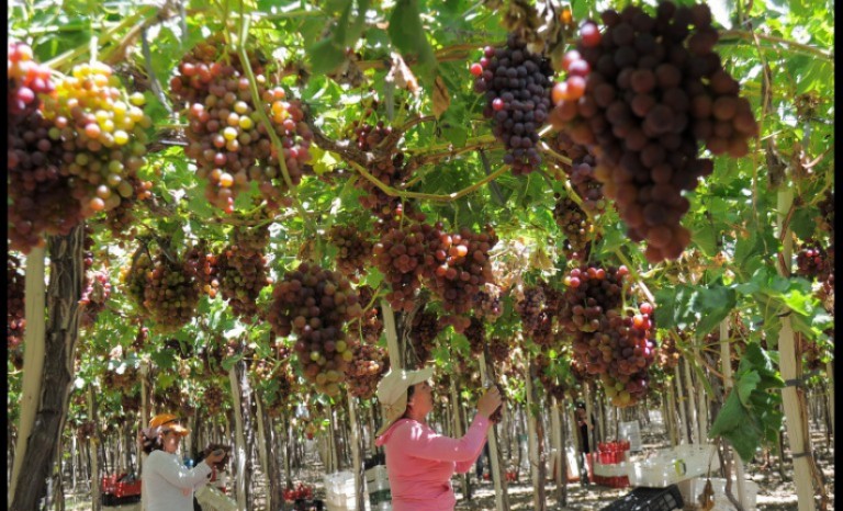 Productores pisqueros de Coquimbo fueron asesorados en eficiencia hídrica
