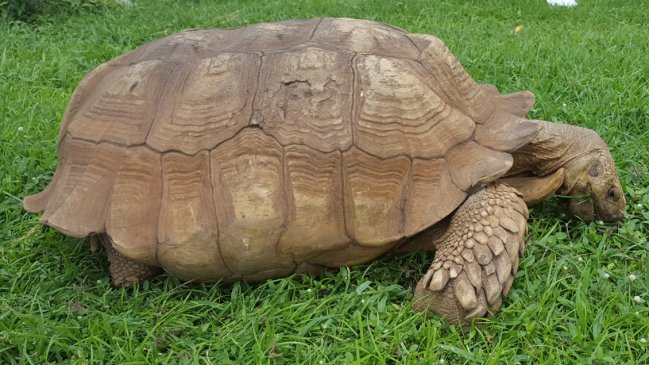 Murió a los 344 años la tortuga más vieja de África