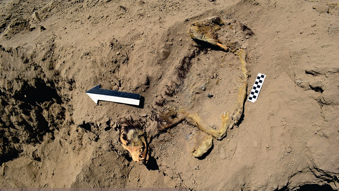 Perro arqueológico de mil años aún conserva las almohadillas de sus patitas