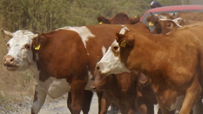 Crisis en la Isla Santa María: Animales mueren por falta de alimentación