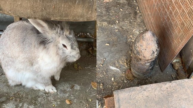 Otra vez una coneja halló una pieza de artillería en una casa de Las Condes