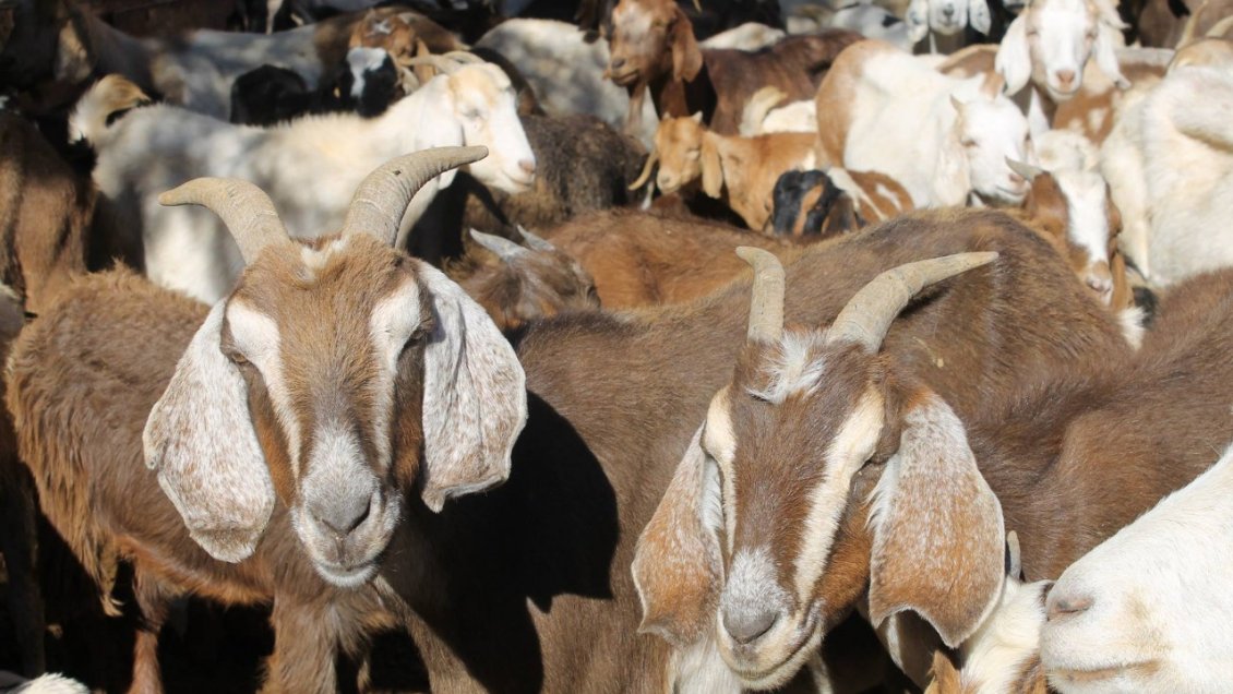 Mortandad de ganado preocupa a crianceros de Tierra Amarilla