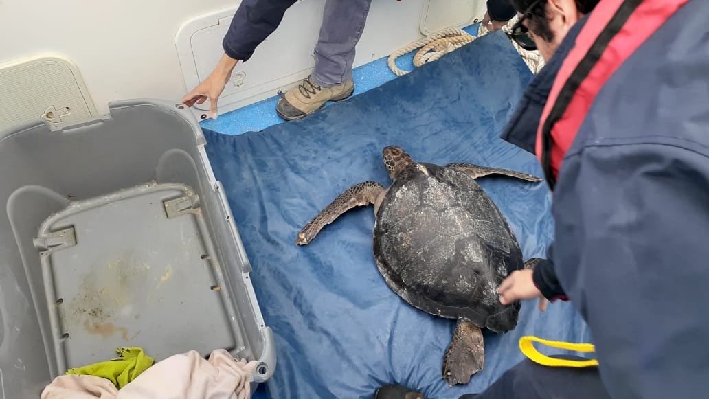 Región de Coquimbo: Tortuga marina fue liberada y se despidió chapoteando