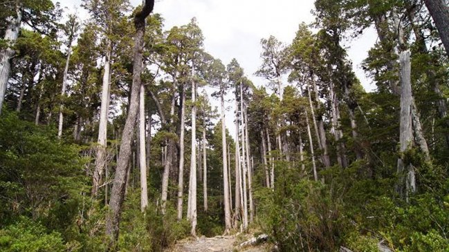 Talas ilegales han arrasado 10 mil hectáreas de bosque nativo chileno en seis años