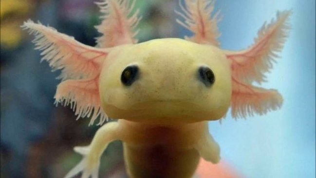 PDI detectó exótico anfibio mexicano en tienda de mascotas de Quilpué