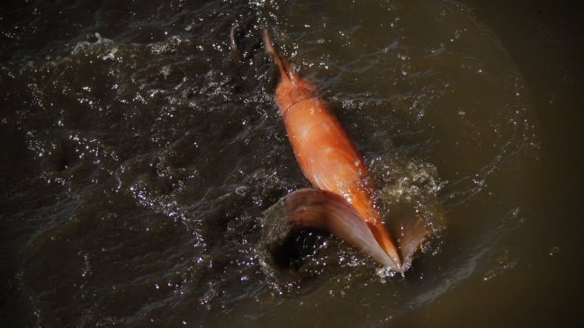 Pesquera despide a 400 trabajadores 