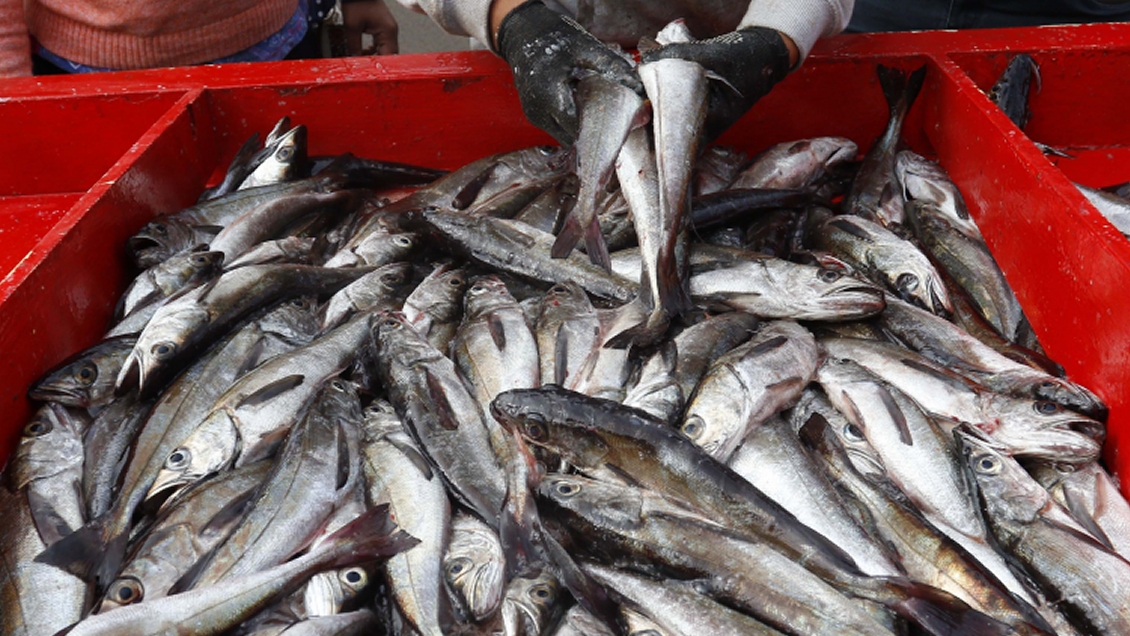 Piñera manifestó molestia a Perú por alza unilateral de la cuota de captura del jurel
