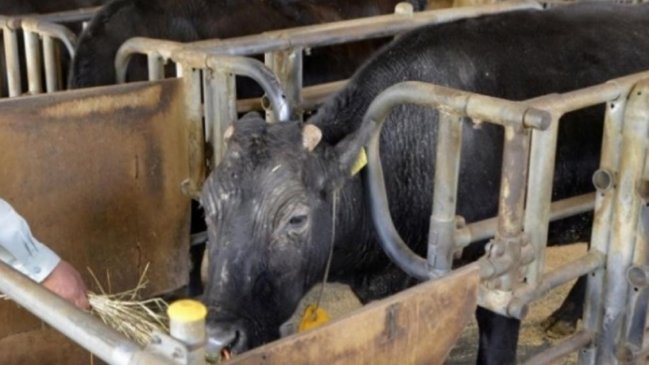 Murió Kaga, la primera vaca clonada en la historia