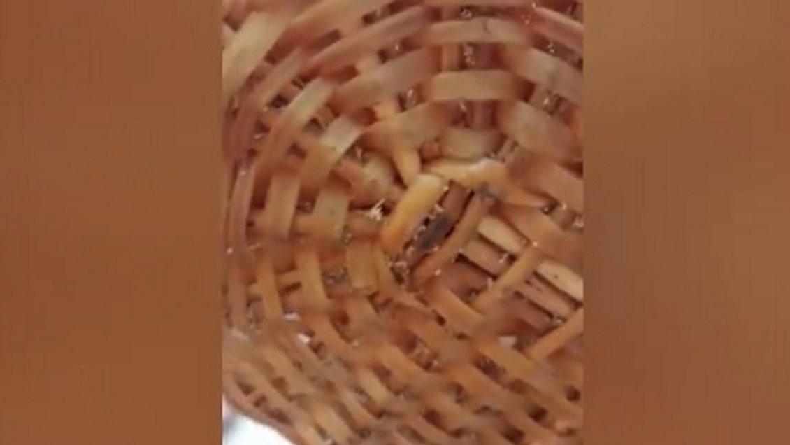 Detectan gusanos en popular restaurante de Antofagasta