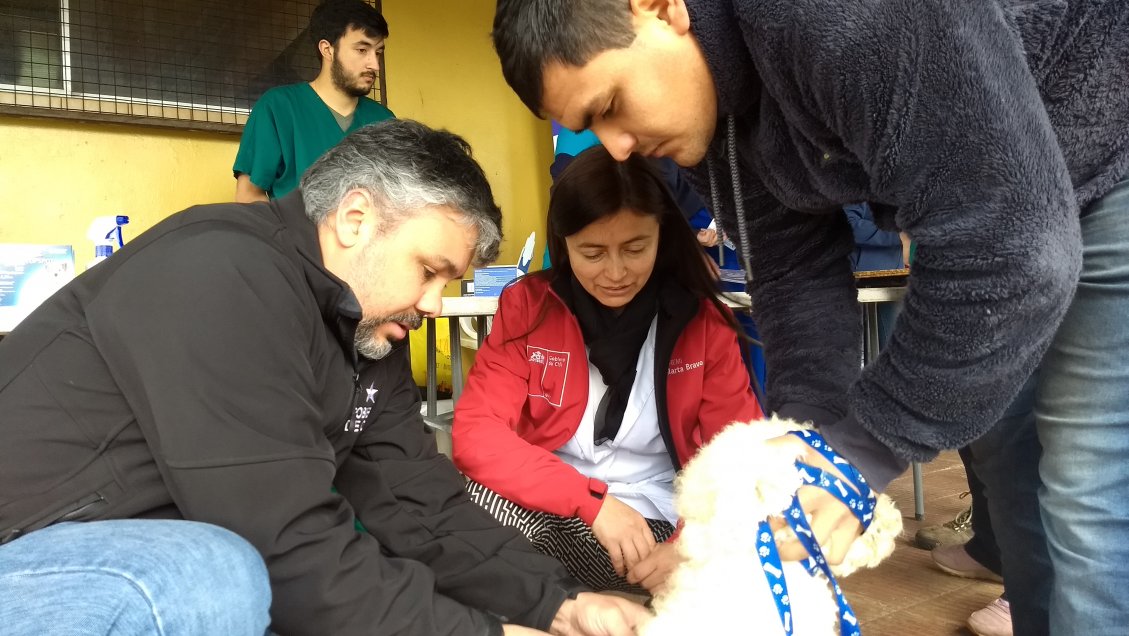 Se inició en Chillán vacunación gratuita para mascotas