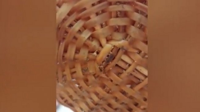 Detectan gusanos en popular restaurante de Antofagasta