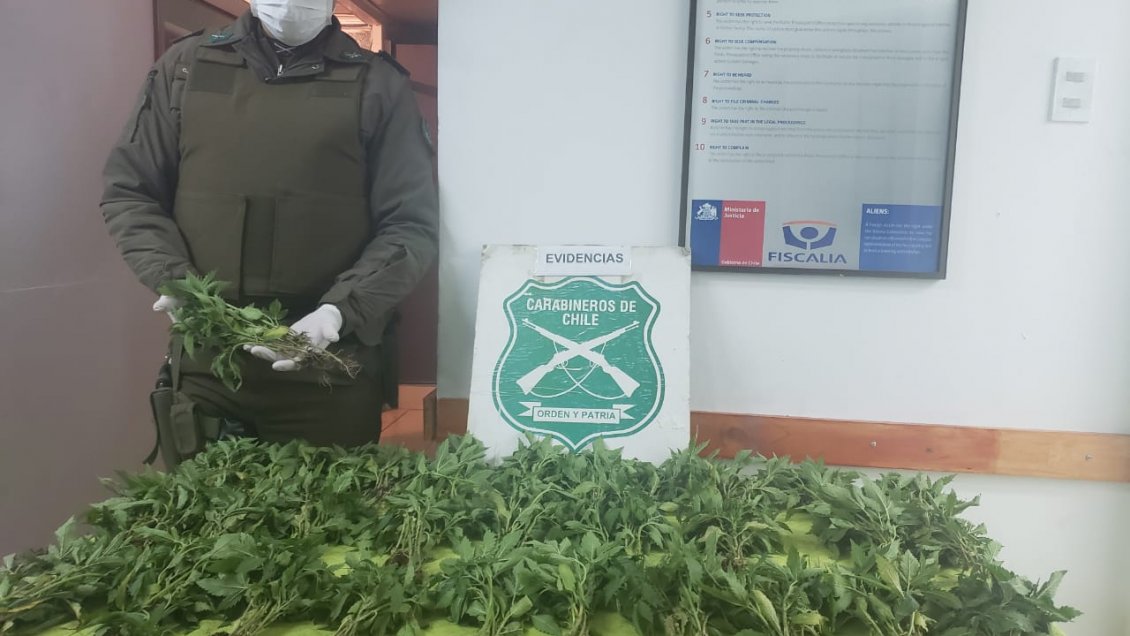 Sujetó escapó de Carabineros pero los llevó a plantación de marihuana