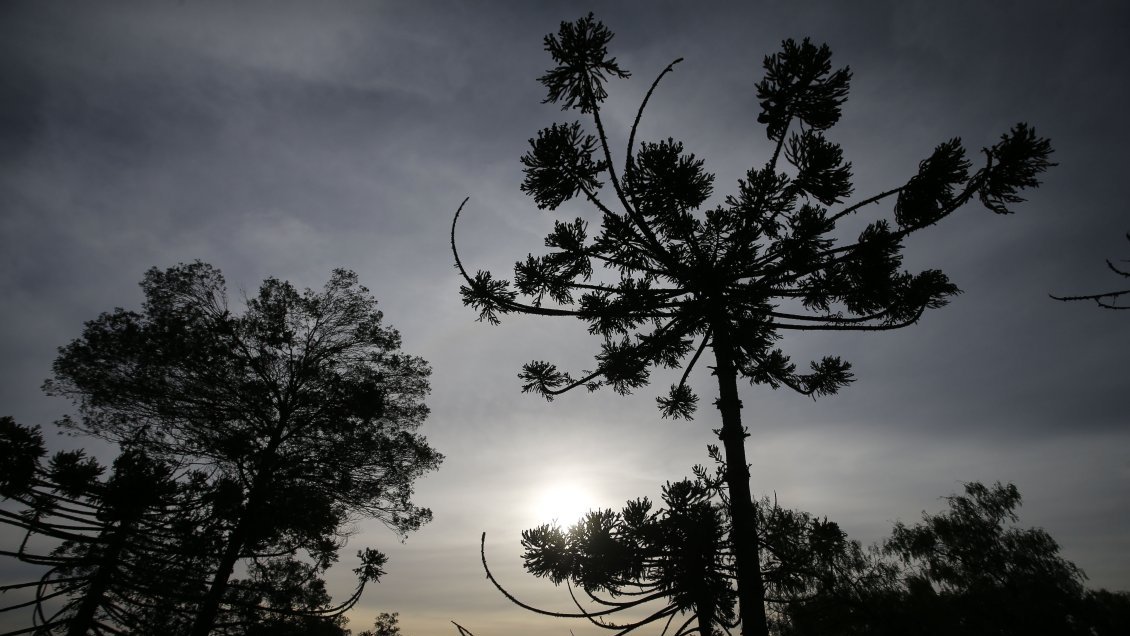 Descubren agente patógeno que mata a las araucarias en el sur de Chile y Argentina