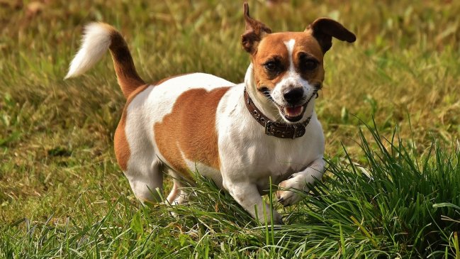 Tener perro puede ayudar a una vida más larga, según estudio