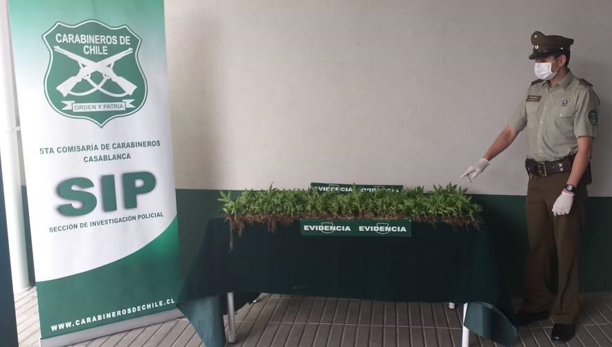 Carabineros de Casablanca incauta 96 plantas de cannabis sativa desde fundo de Melosilla