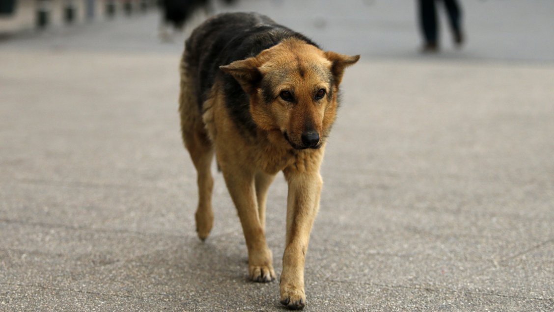 Realizan nuevo censo canino en Rancagua