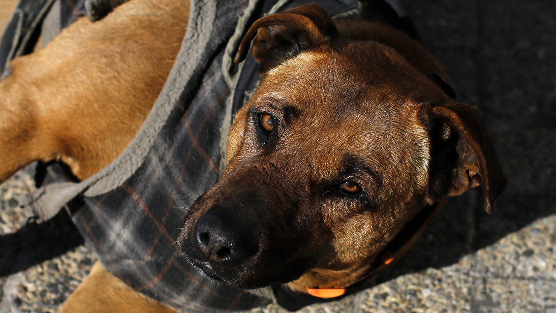Animalistas calculan más de 200 perros vagos en Valparaíso: Acusan falta de recursos