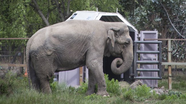 Ramba ya está en Brasil, su casa definitiva tras décadas de maltrato en Chile
