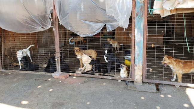 Fiscalía de O'Higgins investiga posible maltrato animal contra 60 perros