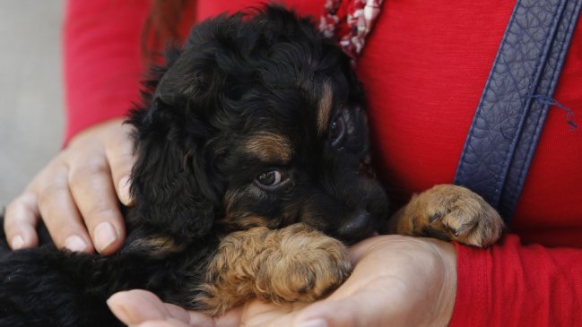 Veterinarios entregan recomendaciones para cuidar a las mascotas de gases lacrimógenos