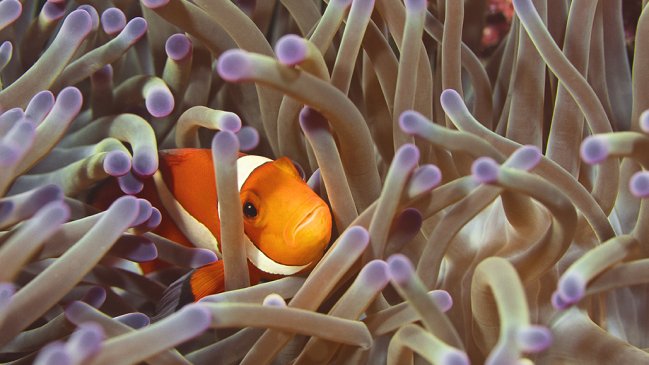Exposición fotográfica que destaca la belleza del planeta llega por primera vez a Chile