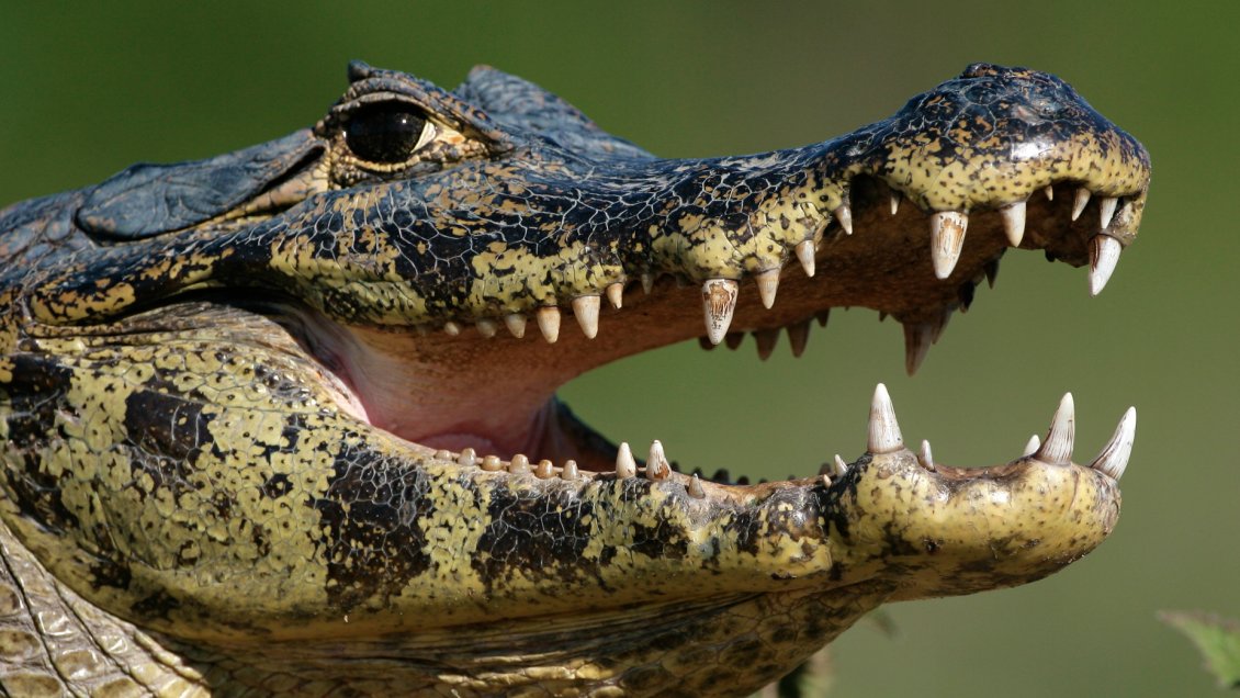 Cazador quedó herido tras ser atacado por un caimán en Estados Unidos