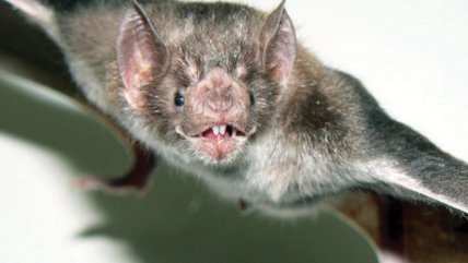 Hallazgo de murciélago con rabia obliga a operativo de vacunación masiva en Temuco