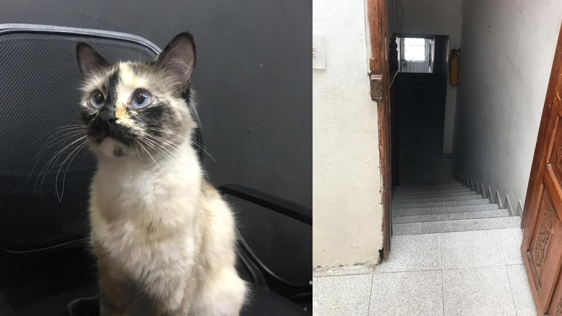 Gatita salvó a una guagua de caer por las escaleras y se viralizó