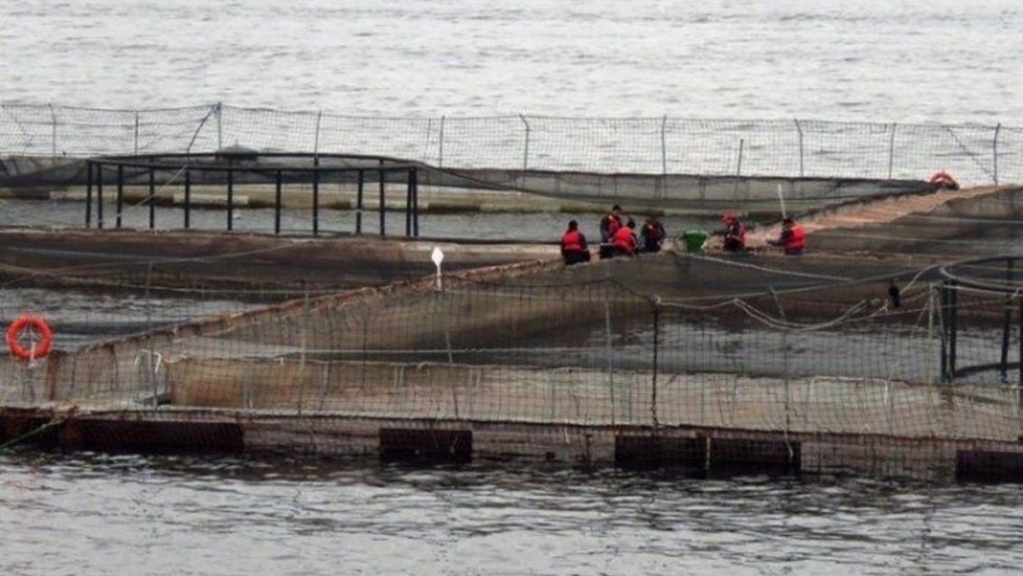 Sernapesca detectó presencia del virus ISA en Los Lagos