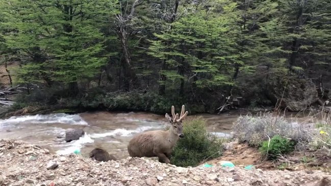 Autoridades de Aysén realizan llamado a conducir con precaución en zonas de huemules