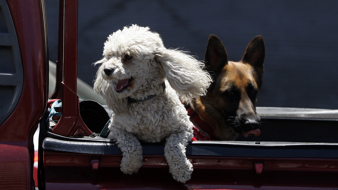 Colegio Médico Veterinario recomienda qué hacer con las mascotas por el calor