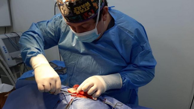 Coyhaique acogerá un congreso internacional de cirugía veterinaria