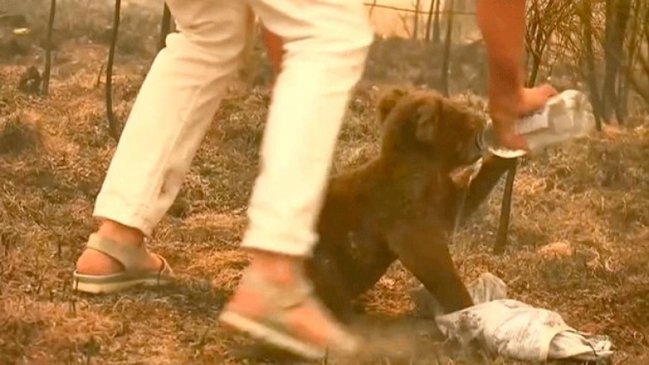 Estiman un millar de koalas muertos por incendios en Australia