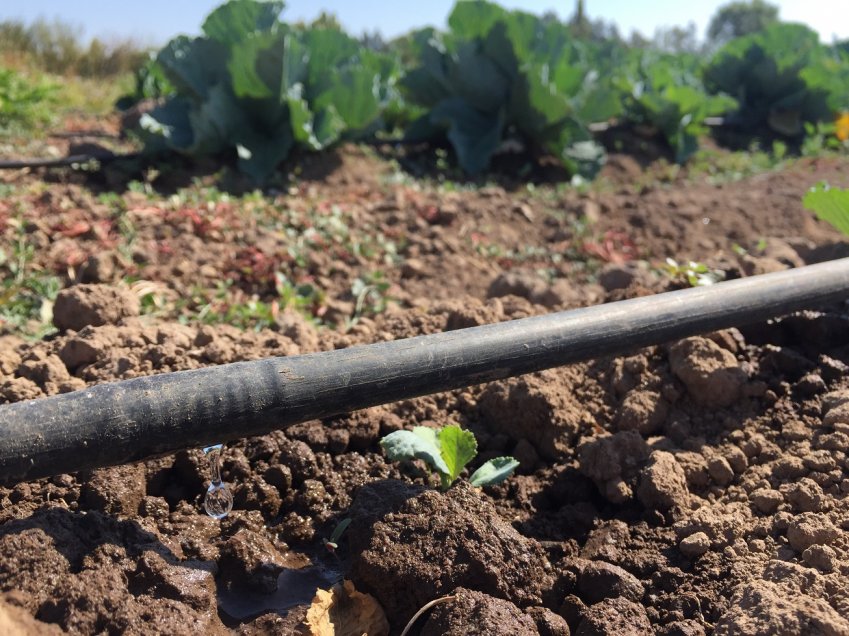 Promueven uso de riego tecnificado en feria campesina dirigida a agricultores del Itata