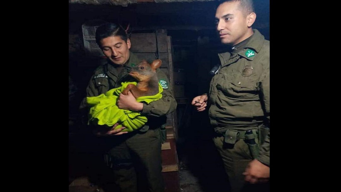 Rescatan a pudú herido por el ataque de perros en Quemchi