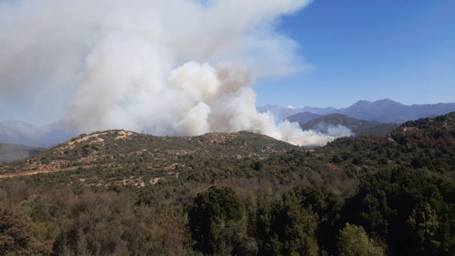 Intendencia declara alerta roja para Machalí por incendio forestal en Coya