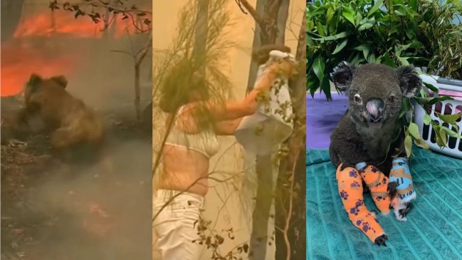 Murió Lewis, el koala rescatado en medio de las llamas en Australia