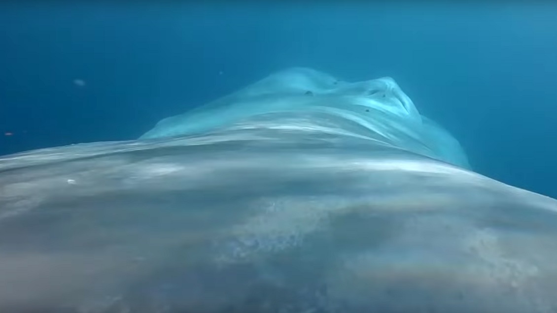 Registran por primera vez el latido del corazón de la ballena azul, el animal más grande del mundo