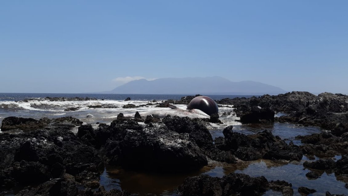 Ballena apareció varada en una playa de Antofagasta