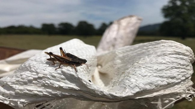 Indap inició programa de control de langostas en campos del Biobío