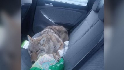  Pensó que atropelló a un perro, lo ayudó y se llevó una sorpresa  