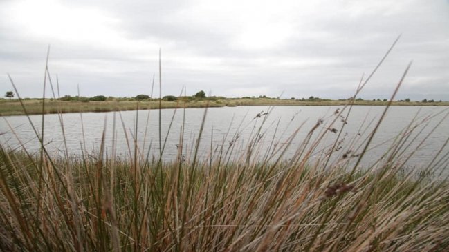 Menos humedales, pérdida de bosques y cientos de especies amenazadas: La alarmante situación medioambiental de Chile