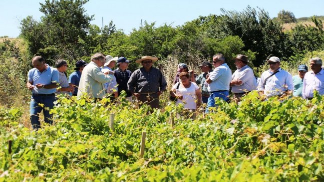 Viñateros del Valle del Itata recibieron recursos regionales para mejorar sus producciones