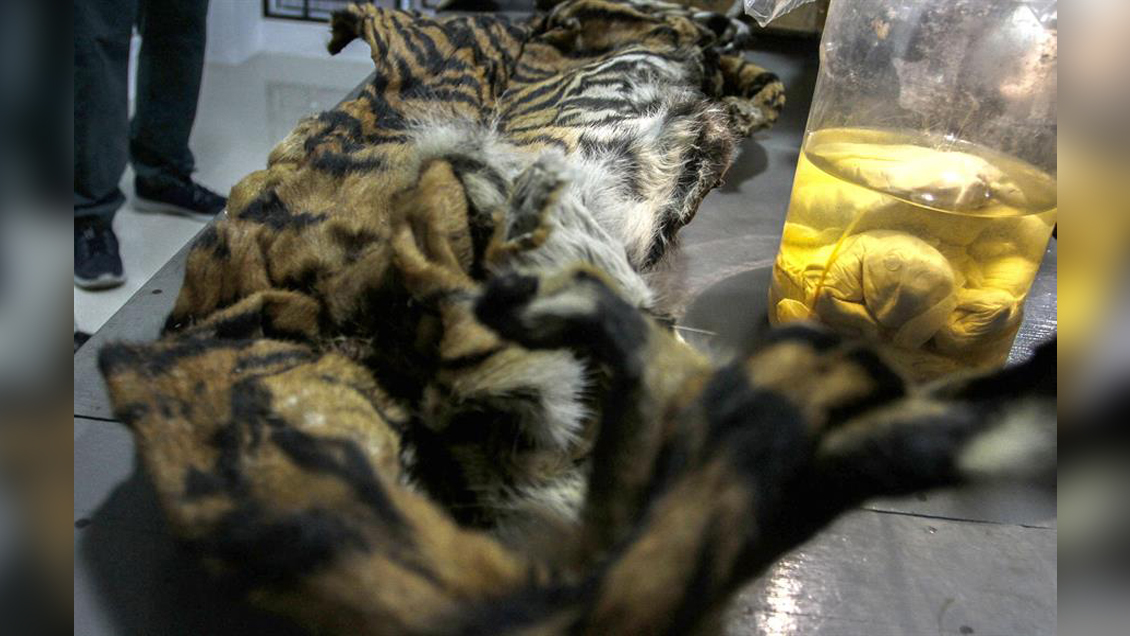 Encuentran cuatro fetos de tigre durante redada de cazadores furtivos en Indonesia