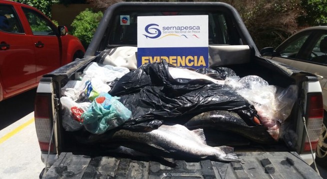 Incautan 200 kilos de salmón en el Río Toltén: Siete pescadores furtivos detenidos