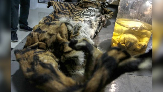 Encuentran cuatro fetos de tigre durante redada de cazadores furtivos en Indonesia