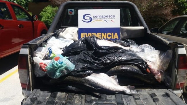 Incautan 200 kilos de salmón en el Río Toltén: Siete pescadores furtivos detenidos